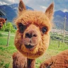 Passeggiata con gli Alpaca a Losine in Val Camonica