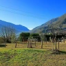 Passeggiata con gli Alpaca a Losine in Val Camonica