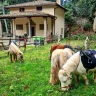 Passeggiata in sella ai Pony vicino Firenze