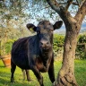 Passeggiata in sella ai Pony vicino Firenze