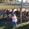 Passeggiata in sella ai Pony vicino Firenze