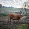 Picnic in Fattoria vicino Firenze