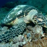 Snorkeling Tour all'Isola d'Elba