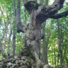 Trekking nel Bosco di Sant’Antonio a Pescocostanzo