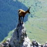 Trekking nell'Area Faunistica del Camoscio Appenninico