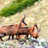 Trekking nell'Area Faunistica del Camoscio Appenninico