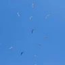 Volo in Deltaplano a Laveno sul Lago Maggiore