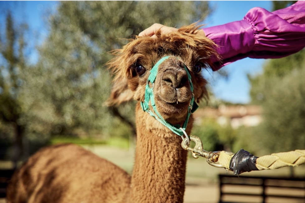 Passeggiata con gli Alpaca a Chianciano Terme