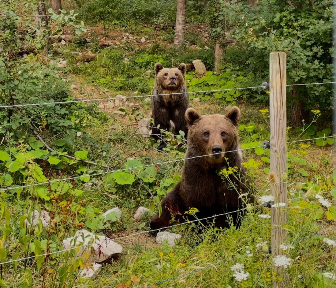 Trekking alla scoperta dell'Orso Bruno Marsicano