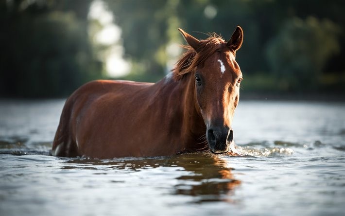 Passeggiata a Cavallo a Saturnia